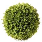 Buxus ball