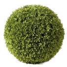 Buxus ball