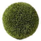 Buxus ball