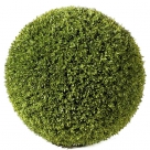 Buxus ball