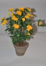 Chrysant in pot