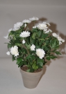 Chrysant in pot