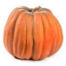 Pumpkin xxl