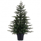 Grandis fir