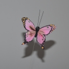 Butterfly on wire