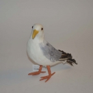 Seagull