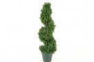 Buxus spiral tree