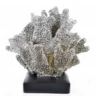 Book end coral ass