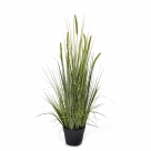 Grass in pot