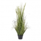 Grass in pot