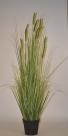 Grass in pot