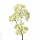 Heracleum