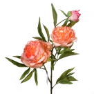 Peony