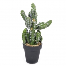 Cactus in pot