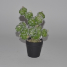 Cactus in pot