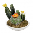 Cactus in bowl