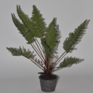 Fern in pot