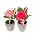 Roses in pot