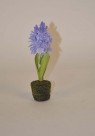 Hyacinth w.soil