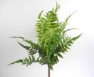 Fern bush