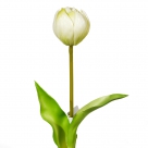 Tulip x1 w.leaf