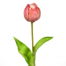 Tulip x1 w.leaf