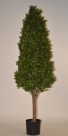 Buxus tree