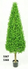 Buxus tree