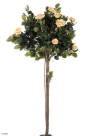 Rose lady ball tree