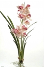 Cymbidium m. leaf