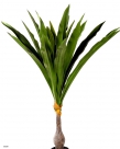 Dracaena