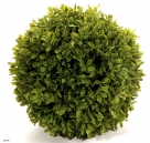 Buxus ball