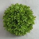 Buxus ball