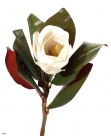 Magnolia twig