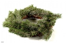 Wreath sitca fir