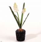 Hyacinth w.moss
