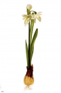 Snowdrop on pick
