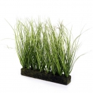 Grass on soil