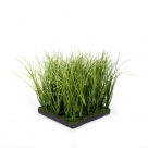 Grass on soil