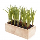 Grass in tray