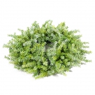 Wreath prunella