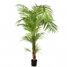 Areca palm in pot