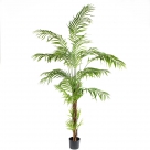 Areca palm in pot