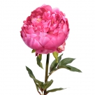 Peonie