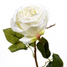 Rose branch