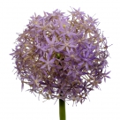 Allium x1