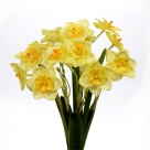 Daffodil spray