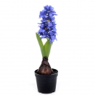 Hyacinth