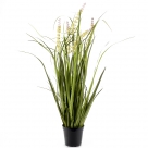 Grass in pot