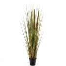 Grass in pot